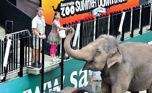 Australia Zoo’s major drawcard Bindi Irwin feeds the elephants with Wes Mannion by her side. Australia Zoo’s major drawcard Bindi Irwin feeds the elephants with Wes Mannion by her side.